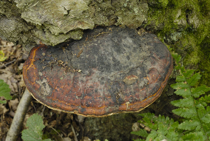 Fomitopsis pinicola